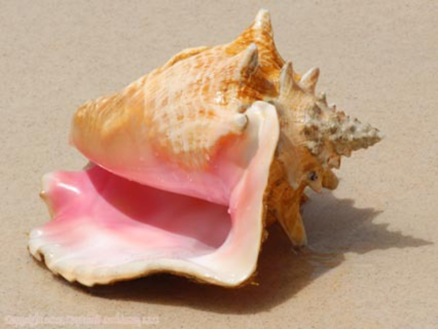 <p>true conch</p>