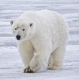 <p>белый</p>
