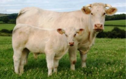 <p>BEEF CATTLE BREEDS: what is the breed, origin, size, horns, and their traits?</p>