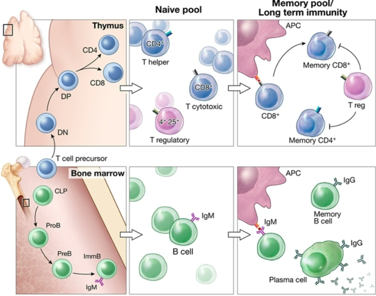 <p>Describe the process of T-cell development.</p>