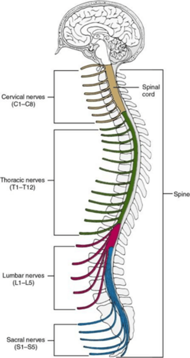 <p>Traumatic and nontraumatic spinal cord injury/disease.</p>