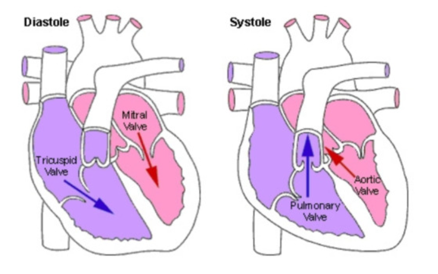 <ul><li><p>electrical and mechanical events that repeat with every heart beat </p></li><li><p>duration (s/beat) = (60 sec/min)/ Heart Rate (beats/min) </p></li></ul><p></p><ul><li><p><strong>Systole</strong>: contraction </p></li><li><p><strong>Diastole</strong>: Relaxation </p></li></ul><p></p>