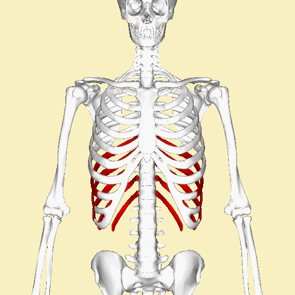 <p><span>don't have their </span><em>own direct line</em><span> to the sternum. Instead, they </span><strong>share a piece of cartilage</strong><span> to reach it, making their connection look indirect. You'll see a bundle of cartilage joining before hitting the sternum.</span></p>
