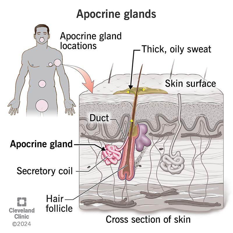 <p>c) Proteins and fatty acids</p>