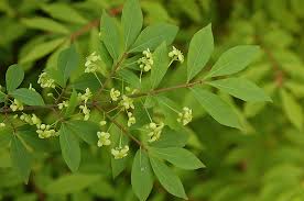 <p><span>Euonymus alatus / Winged Euonymus</span></p>