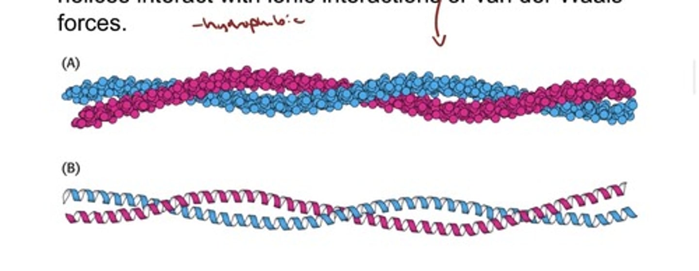 <p>- α-Keratin, a structural protein found in wool and hair, is</p><p>composed of two right-handed α helices intertwined to</p><p>form a left-handed superhelix called a coiled coil</p><p>- The helices interact with ionic interactions or van der Waals</p><p>forces.</p>
