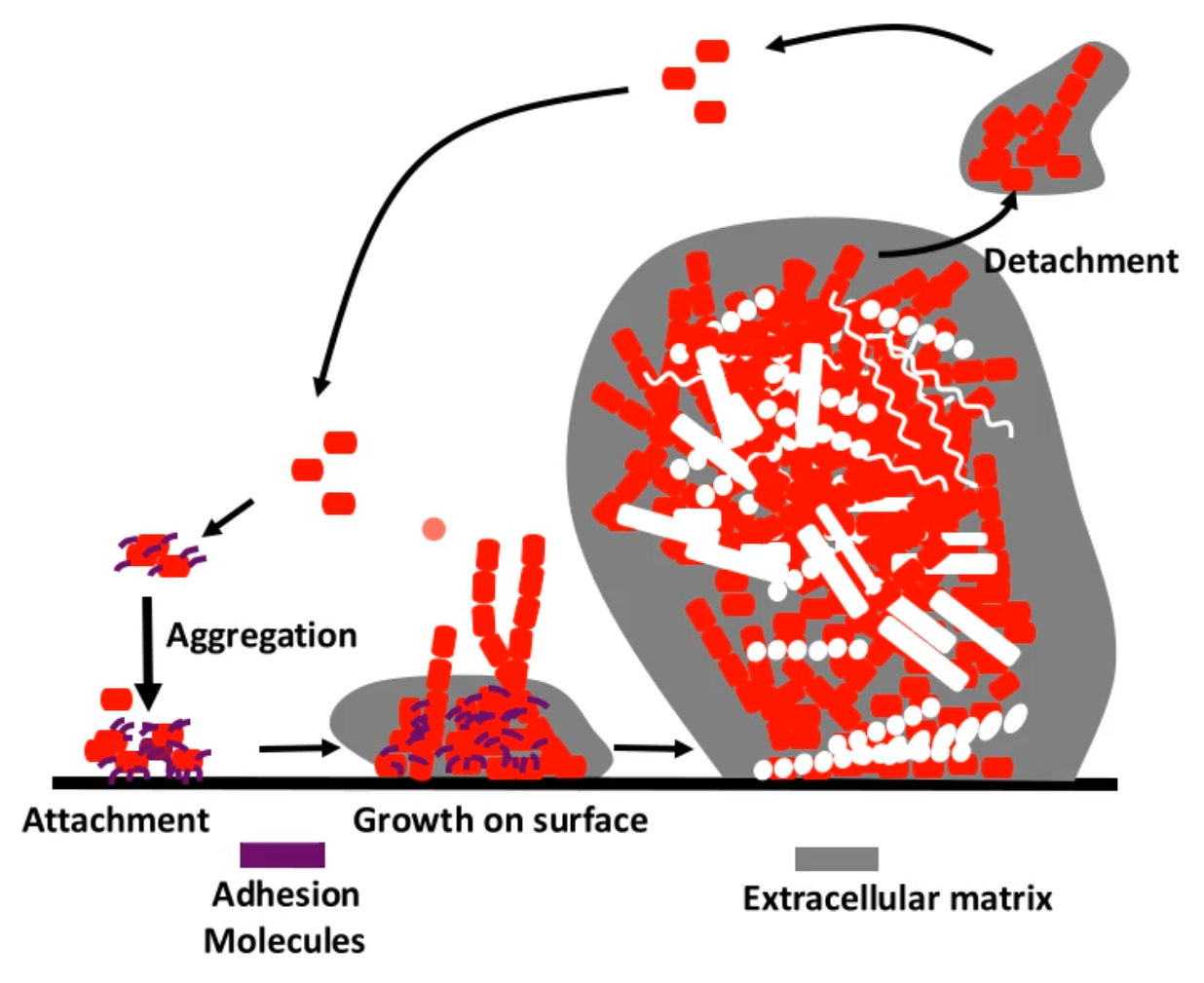 <ul><li><p>bacteria will bind attach to a surfaces by expressing their adhesion molecules this can also allow for the bacteria to aggregate together </p></li><li><p>the aggregated bacteria’s will begin to grow on the surface, expressing more of the adhesion molecules and they begin to form an extracellular matrix (polysaccharides , DNA, lipids, proteins)</p></li><li><p>other bacteria will also being to attach to the pioneering bacteria</p></li><li><p>finally there will become detachment which allows for repeating of this cycle</p></li></ul><p></p>