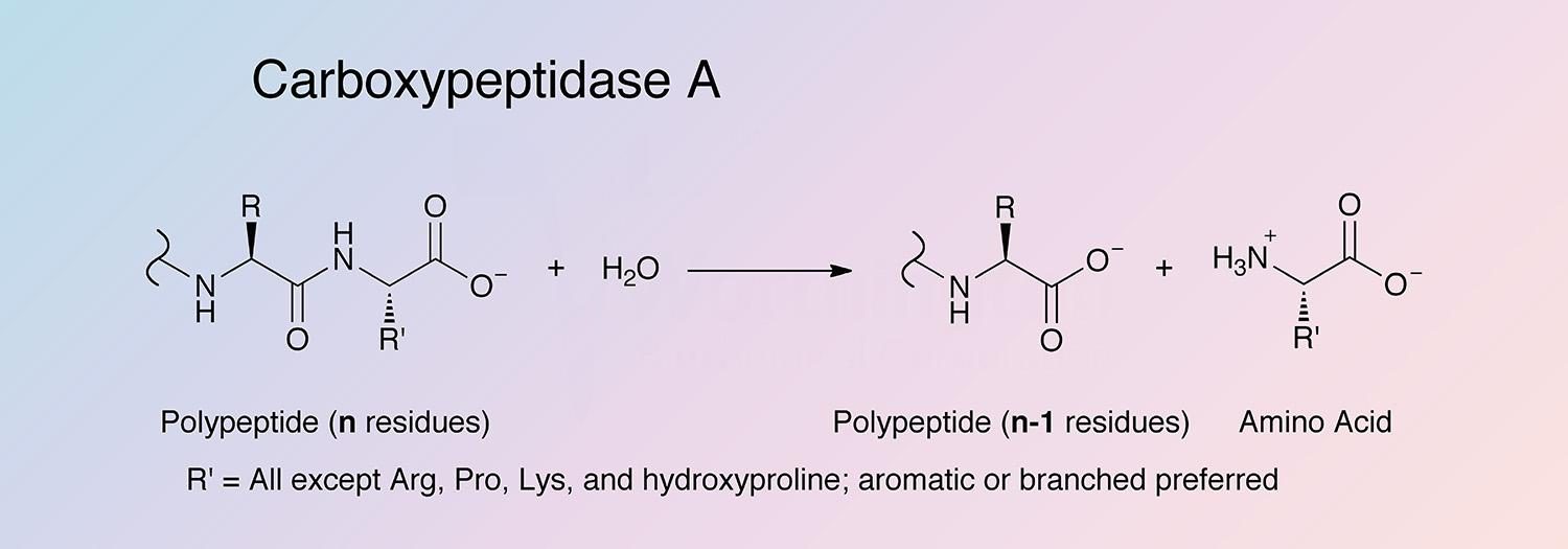<p>C terminal end cleavage of P, R, K</p>