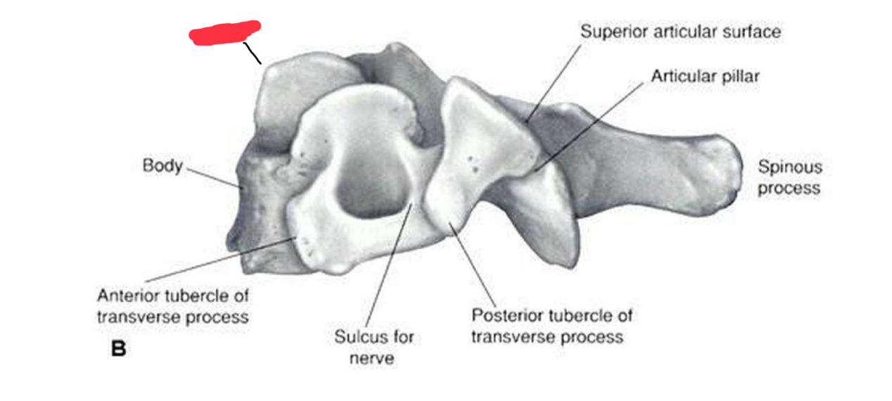 <p>What is this structure of cervical vertebrae</p>