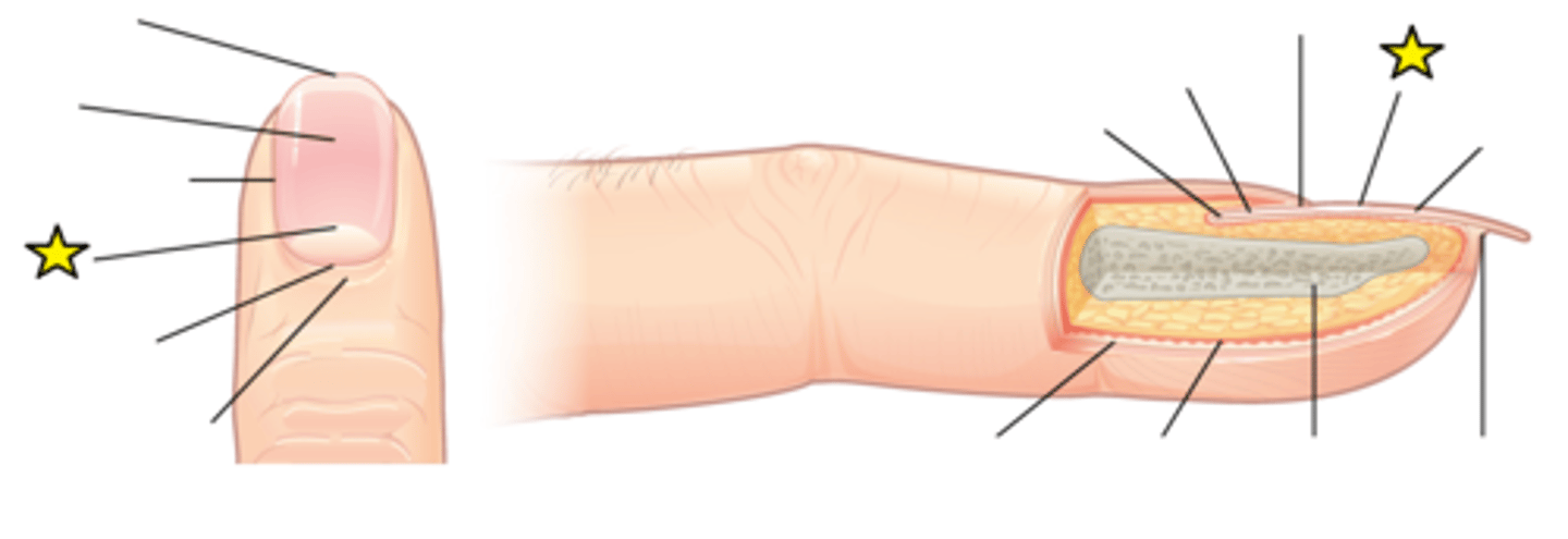 <p>The visible portion of the distal nail matrix that extends beyond the proximal nailfold. It is white, half-moon-shaped, appears by week 14 of gestation, has unique histologic features. The lunula has a primary structural role in defining the free edge of the distal nail plate.</p>