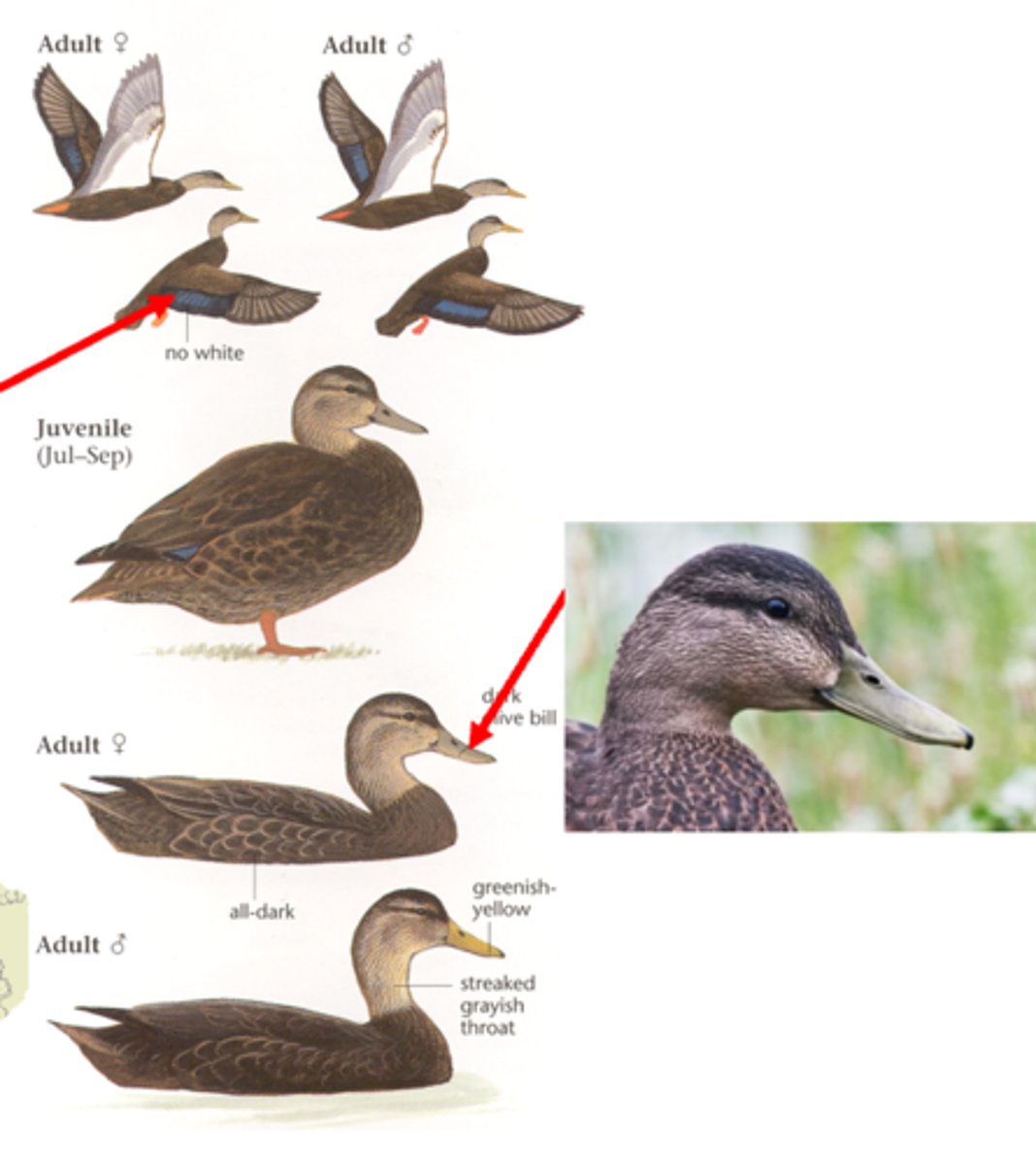 <p>Dabbler</p>