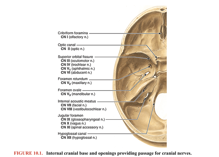 <ol><li><p>cribriform foramina (olfactory), most rostral</p></li><li><p>hypoglossal canal (CN XII) </p></li></ol><p></p>