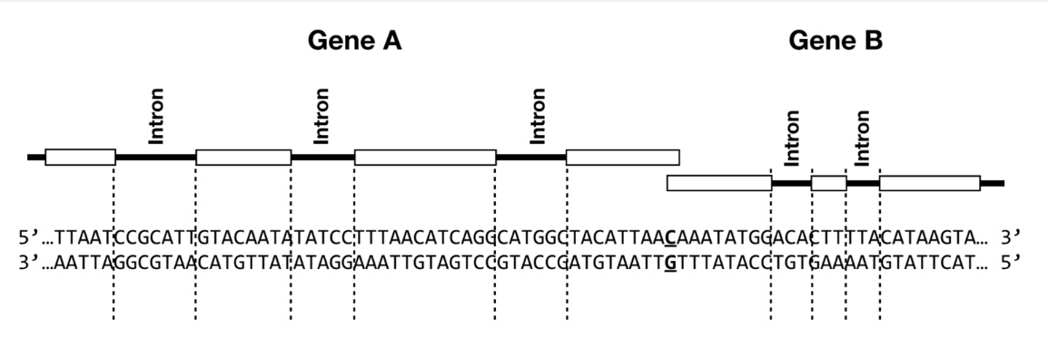 <p>The figure below depicts two eukaryotic genes, Gene A and Gene B. For each gene, exons are depicted as white boxes, and introns are indicated by lines. The corresponding DNA sequence is shown below the gene diagrams. The bolded and underlined base pair represents the +1 transcription start site for each gene. The three dots on either side of the DNA sequence indicate that this DNA sequence can be assumed to extend beyond this figure on both sides. Use this figure to answer the following questions.</p><p>T/F: You would expect to find a long stretch of adenosines (a polyA tail) to the right of the figure in the DNA sequence for Gene B.</p>