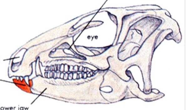 <p>lacks teeth (like a beak), for cropping vegetation; An Evolutionary Novelty of Ornithischians</p>