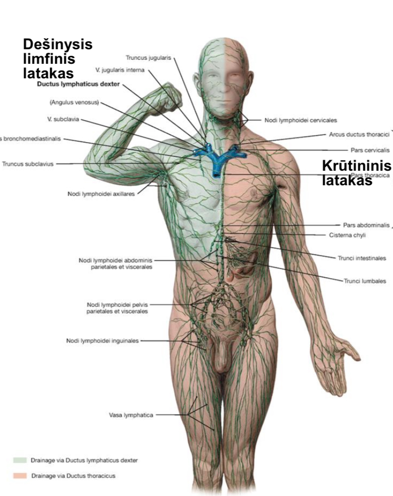 <p><span>iš dešiniosios kūno pusės viršutinės dalies</span></p>