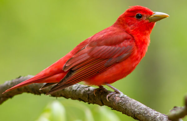 <p><span>Summer tanager</span></p>