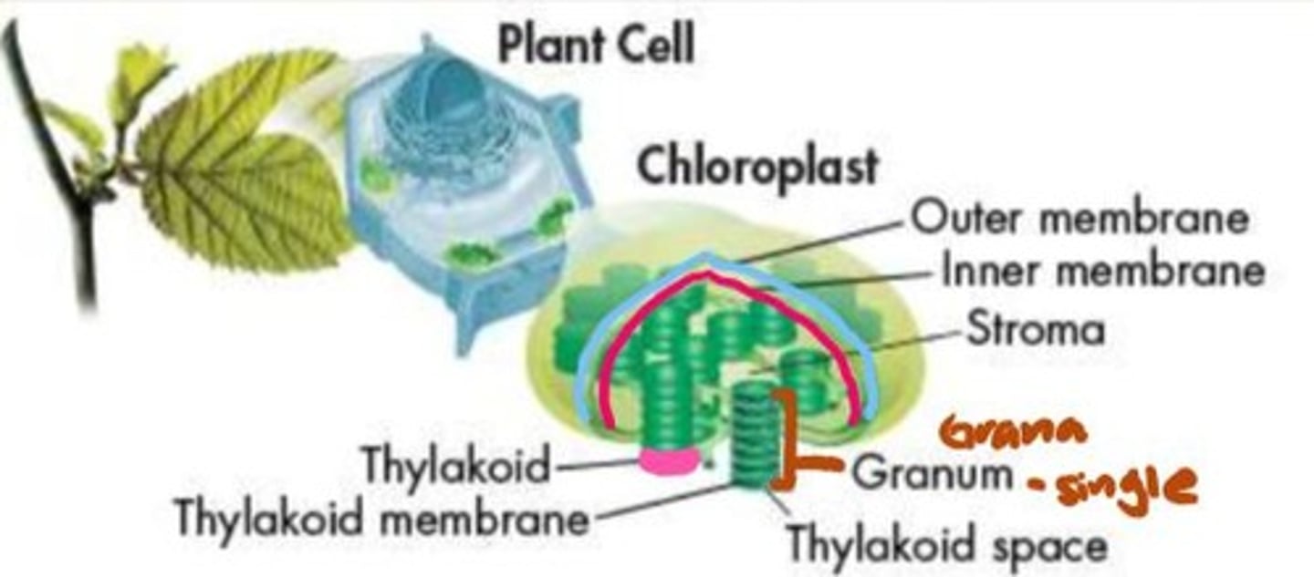 <p>saclike photosynthetic membranes that chloroplasts contain an abundance of</p>
