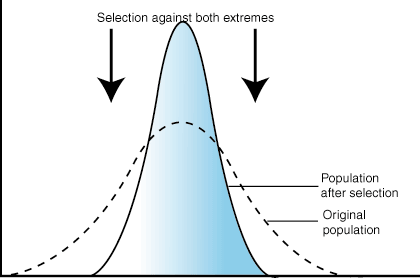 <p>Where individuals with alleles for characteristics towards the middle of the range are more likely to survive and reproduce, occurs when environment isn&apos;t changing and it reduces the range of possible characteristics</p>