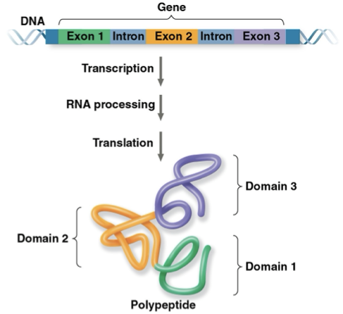 <p>different regions of proteins</p><ul><li><p><mark data-color="yellow" style="background-color: yellow; color: inherit">different exons</mark> code for <mark data-color="yellow" style="background-color: yellow; color: inherit">different domains</mark></p></li></ul><p></p>