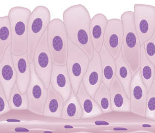 <ul><li><p>only in urinary system</p></li><li><p>stratified, unfolds for expansion</p></li></ul><p></p>