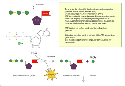 <p>Nee:</p><p>geen grote ATP want de omzettingen van ADP → ATP(en omgekeerd) gebeuren zeer snel. Je hebt heel veel ATP nodig voor normale celgroei, een mens verbruikt per dag 45kg ATP maar heeft een vooraad van amper 1g, elke cel in ons lichaam maakt en verbruikt ongeveer 10.10<sup>6</sup> ATP moleculen per seconde</p>