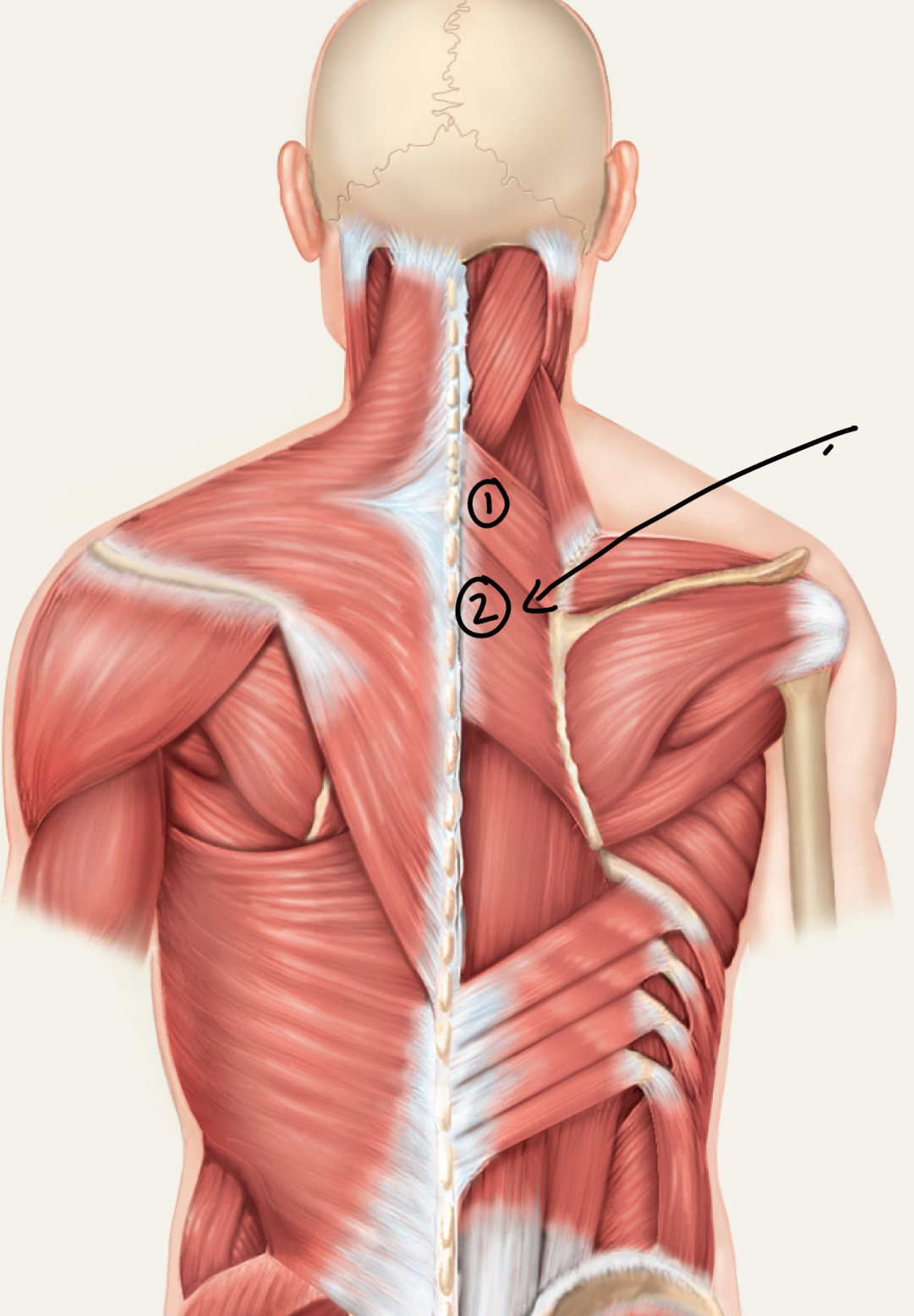 <p>What m. is this?</p><p>O, I, A, N?</p>