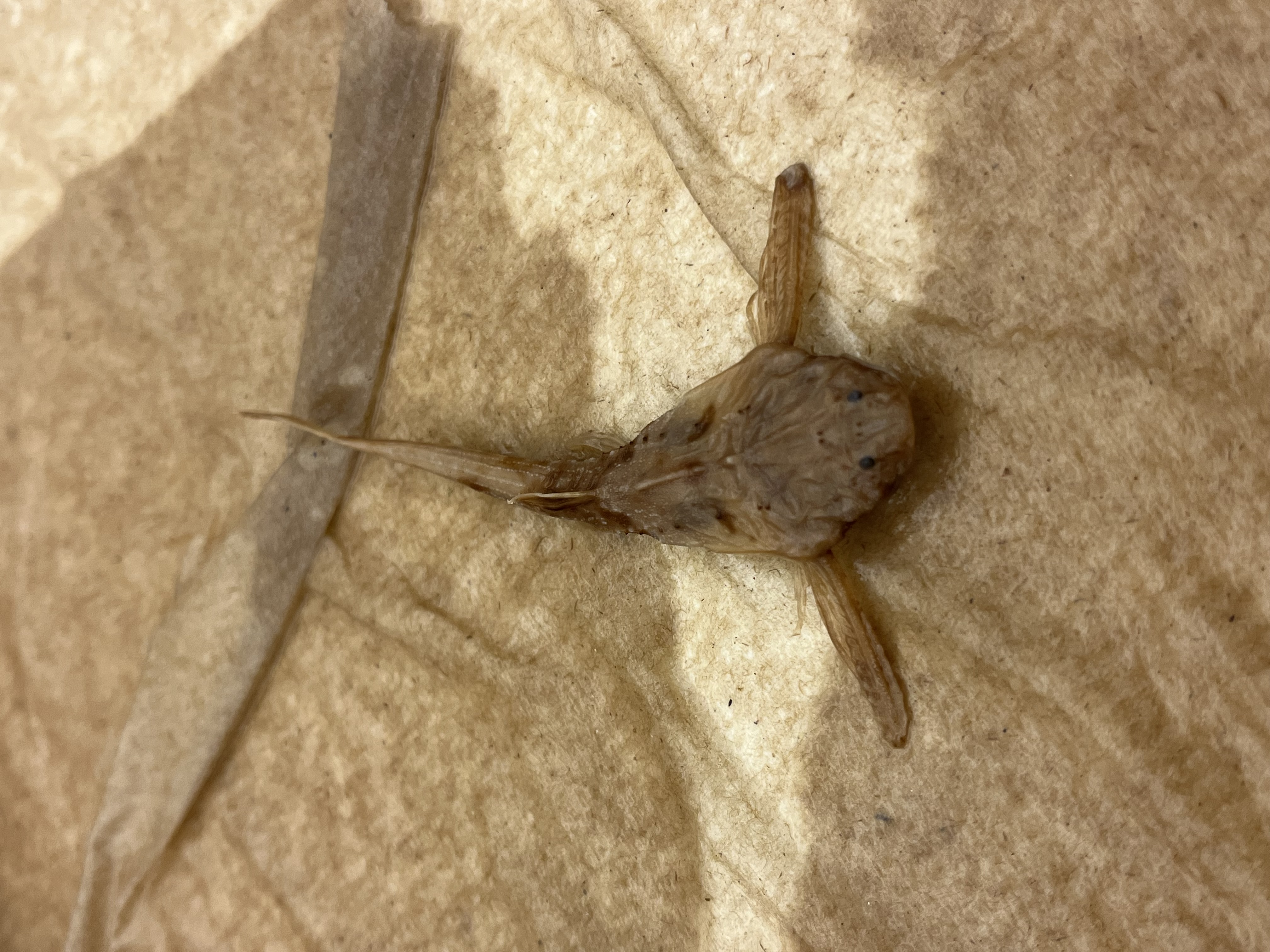 <p>Banjo Catfish</p>