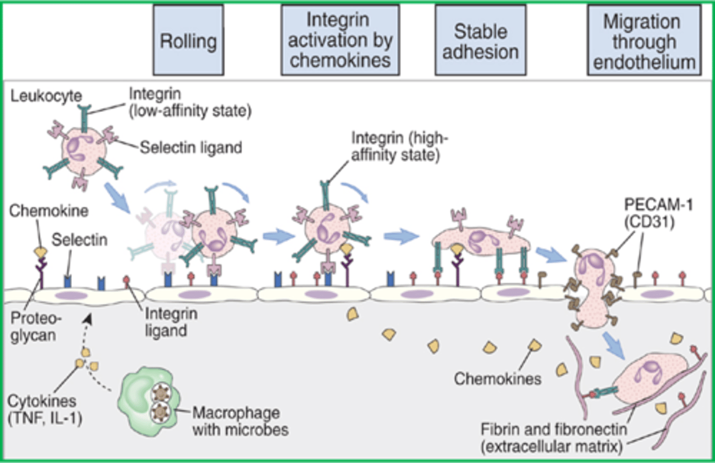 <p>Blood-borne leukocytes like neutrophils and monocytes stick to the endothelial lining of capillaries of affected tissues by a process called ____________</p>