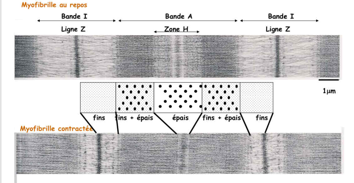 <ul><li><p>composé de microfibrilles </p></li><li><p>de part et d’autre de la ligne Z : actine (filaments fins)</p></li><li><p>zone H : myosine (filamments épais)</p></li></ul>