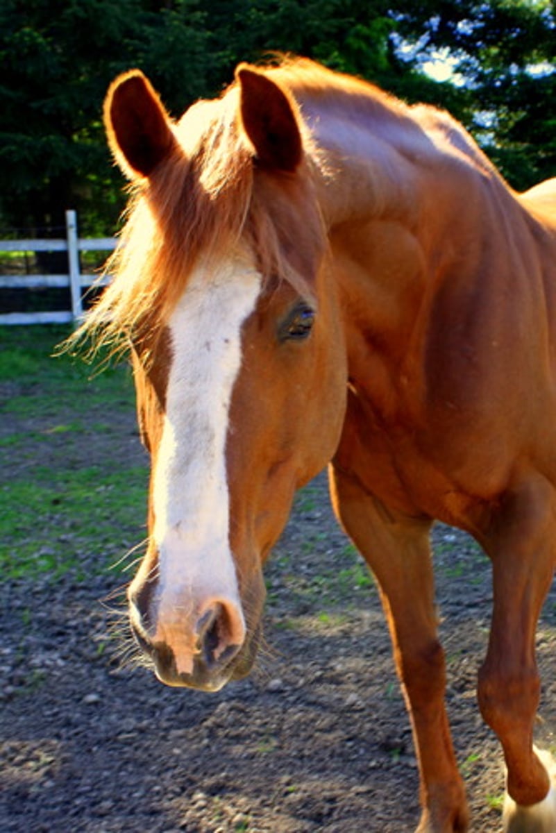 <p>pattern of the head where white strip down the face to the lips</p>