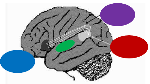 <p>What is the purple? </p>