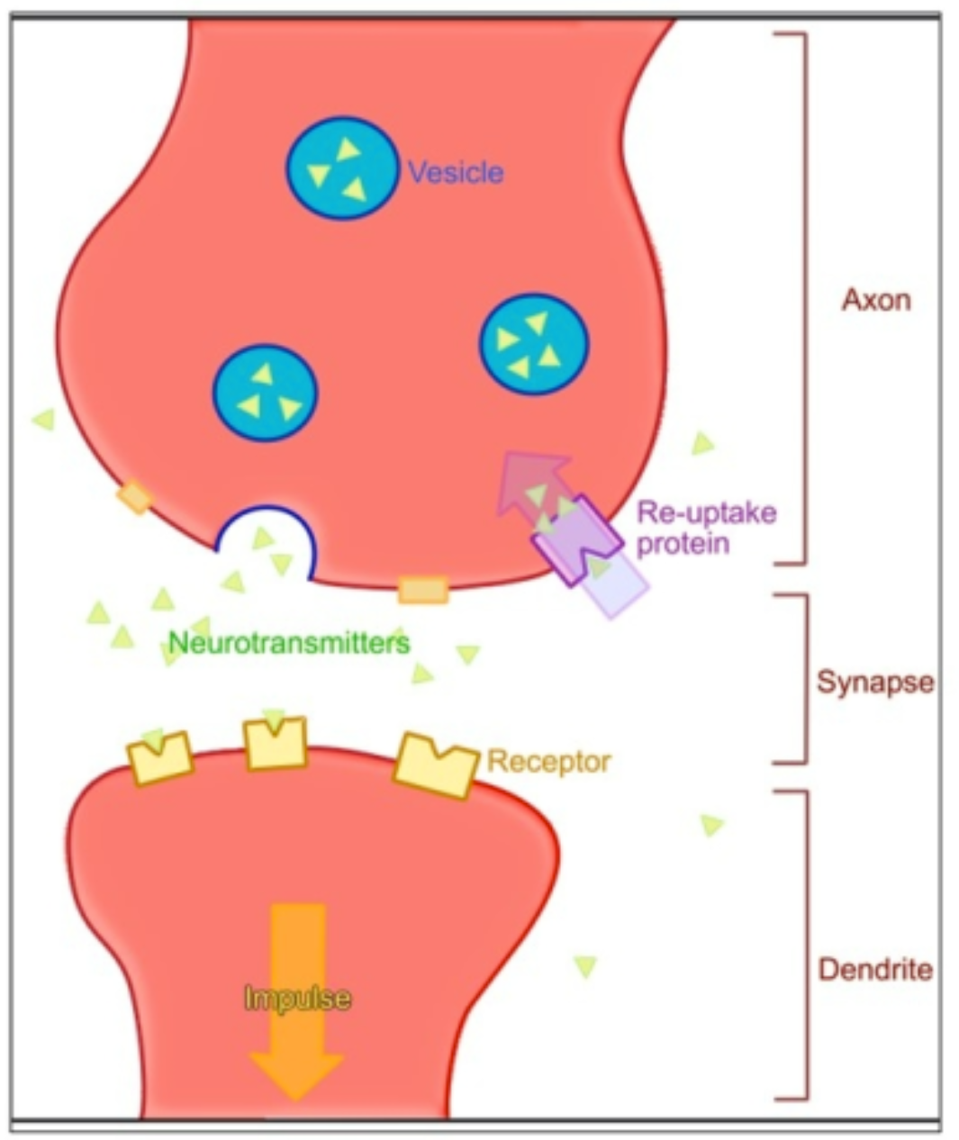 <ul><li><p>where 2 neurons meet (not touch)</p></li><li><p>space = synaptic cleft</p></li><li><p>at axon terminal, impulse stimulates vesicles to release neurotransmitters</p></li><li><p>neurotransmitters open receptors to continue action potential from 1 neuron to next</p></li></ul><p></p>