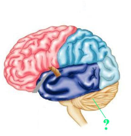 <p><span><span>Identify the indicated structure of the brain.</span></span></p>