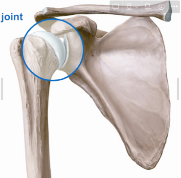 <p>Glenohumeral</p>