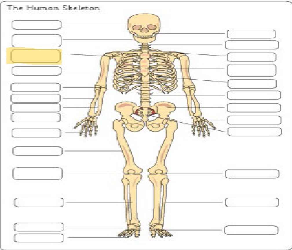 <p>What is this Bone?</p>