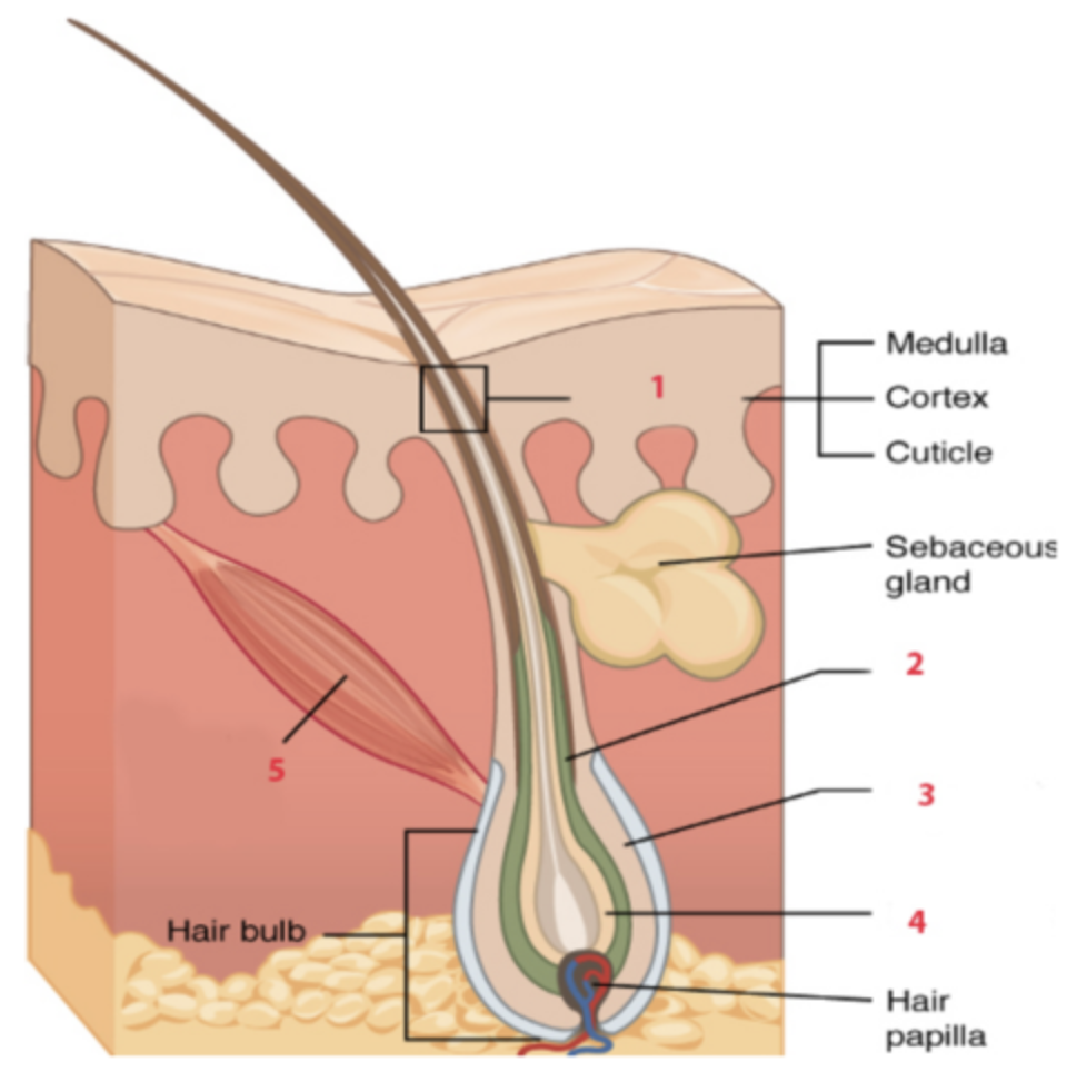 <p>e. outer root sheath</p>