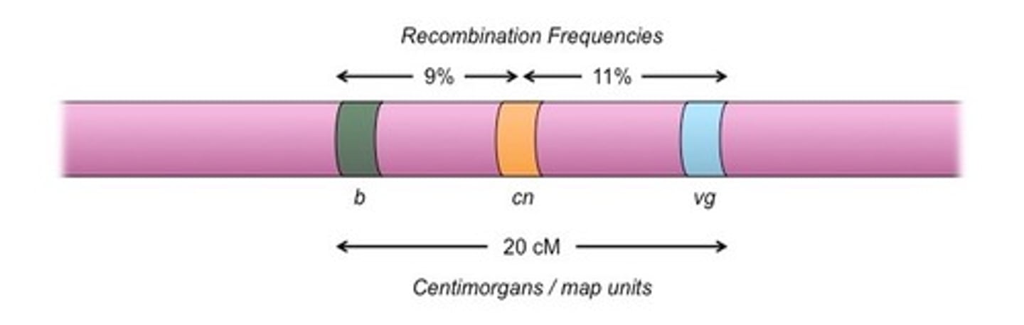 <p>A centimorgan (or map unit) is the distance between chromosome positions for which the expected number of chromosomal crossovers in meiosis is 1 out of 100.</p>