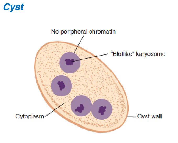 <ol><li><p>blotlike </p></li><li><p>none </p></li><li><p>1-4 (most common:4)</p></li><li><p>granular, vacuole, chromatin granules, small glycogen mass</p></li><li><p>normal </p></li></ol><p></p>