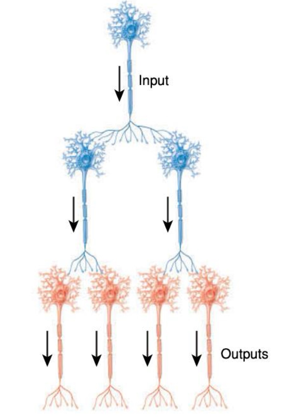 <p>what kind of neural circuit is this </p>