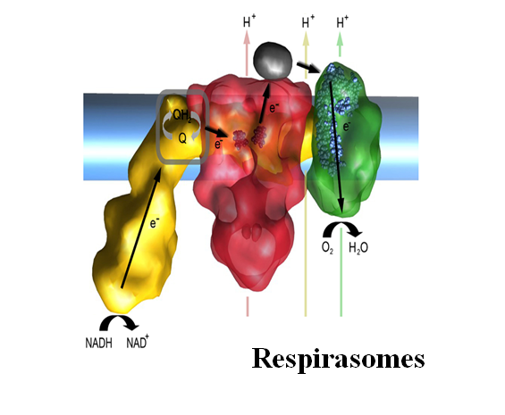 <p><span>Approximately indicate the location of the following prosthetic groups:</span></p><p><span>FMN, heme b, heme a<sub>3</sub>, FeS clusters, CuA. </span></p><p><em><span>(Yellow = complex I; Red = Complex III. Green = Complex IV. Violet = cytochrome c)</span></em></p>