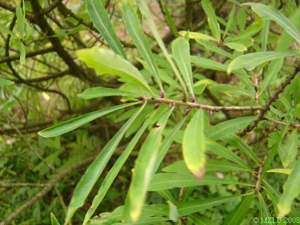 <p><span>lýkovec jedovatý&nbsp;</span></p>