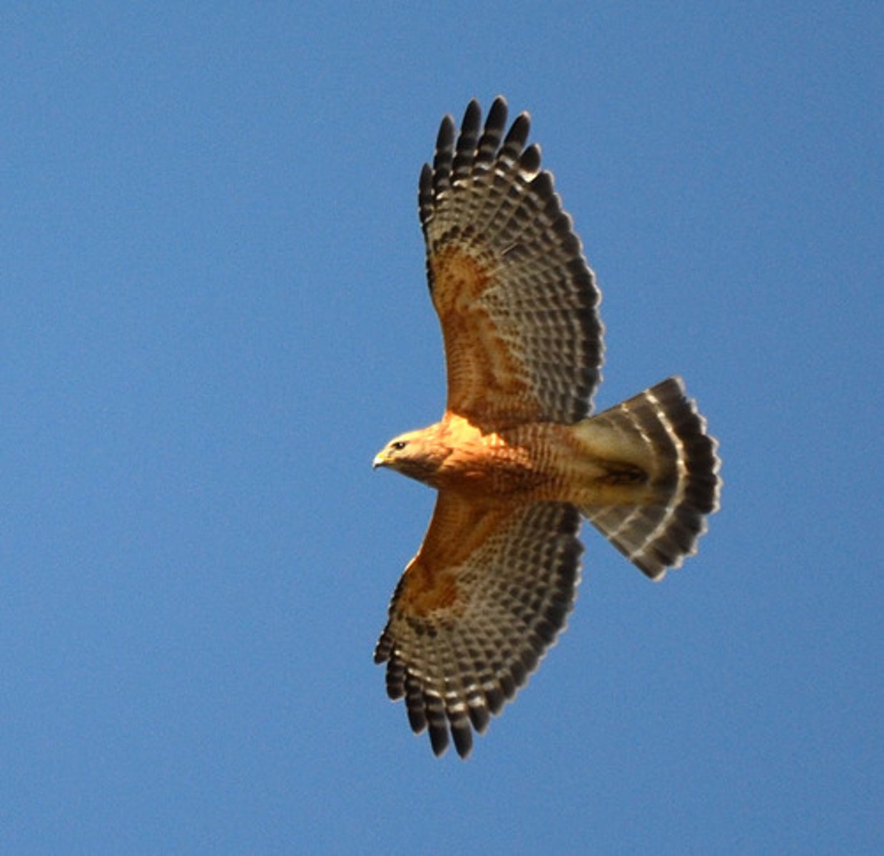 <p>Riparian and oak woodlands; Varied diet, but mostly small mammals, frogs, and snakes</p>