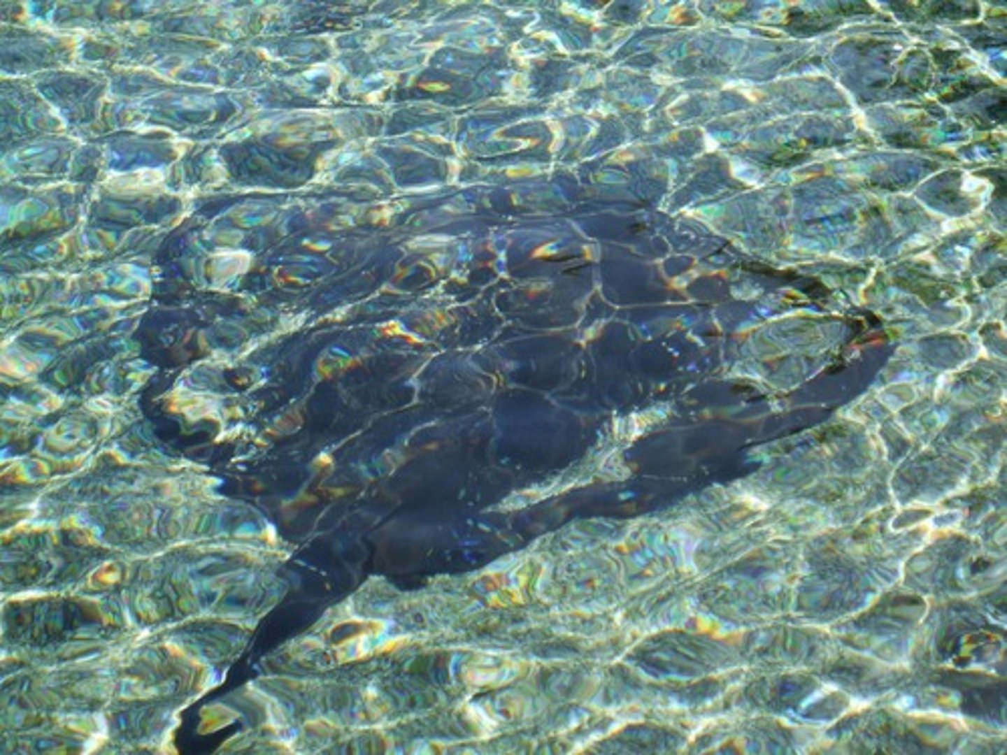 <p>あさい【THIỂN 】</p><p>nông cạn , hời hợt , ít (kinh nghiệm)</p><p>彼との関係が浅い。Mối quan hệ với anh ta chỉ cho có thôi. Mối quan hệ với anh ta hời hợt lắm. Mối quan hệ với anh ta chỉ xã giao thôi.</p><p>対:深い(ふかい)</p>