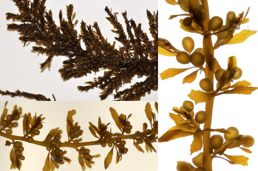 <p>Sargassum muticum</p>