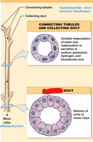 ____ ducts: excrete 
filtrate; now urine