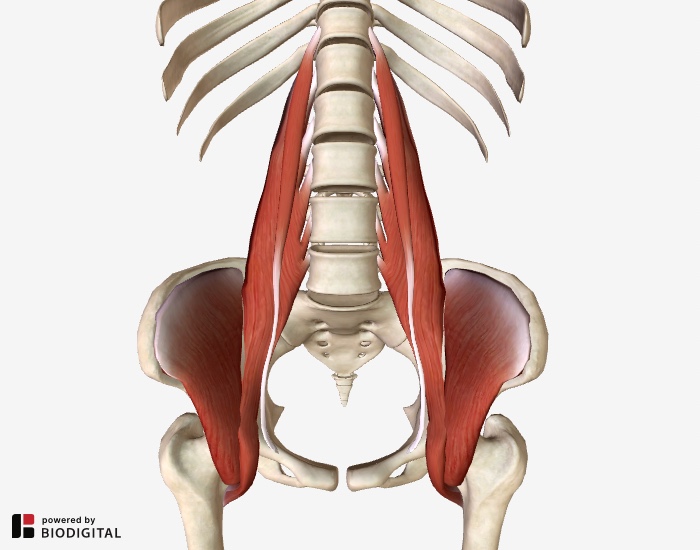 <p>major flexor of hip joint</p>
