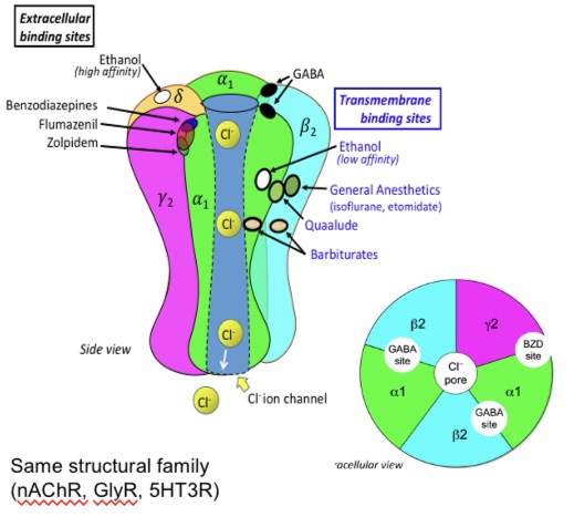 <ul><li><p>anion channel (cL-). Channel open = hyperpolarisation</p></li><li><p>5 subunits- 2 alpha, 2 beta, gamma</p></li><li><p>Isomers have different sensitivity to alcohol</p></li><li><p>Found synaptically (short term) and extra-synaptically (modulating tone of neural circuits)</p></li><li><p>Sedative/hypnotic drugs enhance GABAa receptor activity via the modulatory site</p></li></ul><p></p>