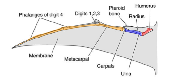 <ul><li><p><span style="background-color: transparent;">First known from the Late Triassic</span></p></li><li><p><span style="background-color: transparent;">Dominate Jurassic skies</span></p></li><li><p><span style="background-color: transparent;">Some declined during the Cretaceous (as birds diversified)</span></p></li><li><p><span style="background-color: transparent;">Became extinct end Cretaceous (mass extinction). </span></p></li></ul><ul><li><p><span style="background-color: transparent;">Capable fliers:</span></p><ul><li><p><span style="background-color: transparent;">Keeled sternum</span></p></li><li><p><span style="background-color: transparent;">hollow bones</span></p></li><li><p><span style="background-color: transparent;">Air sacs for unidirectional breathing</span></p></li></ul></li><li><p>An Ornithodire</p></li></ul><p></p>