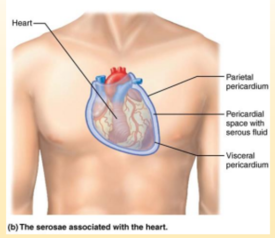 <p>space between the two pericardiums that secrete serous fluid</p>