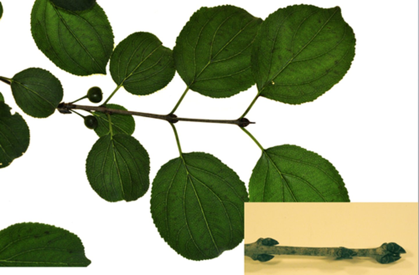 <p>common buckthorn</p>